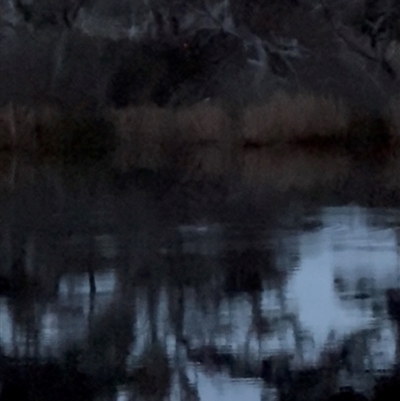 Ornithorhynchus anatinus (Platypus) at Penrose, NSW - 25 Jul 2025 by Penrosian
