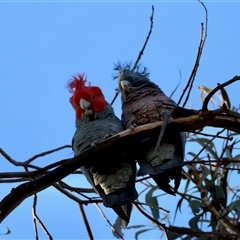 Callocephalon fimbriatum (Gang-gang Cockatoo) at Hughes, ACT - 19 Jul 2025 by LisaH
