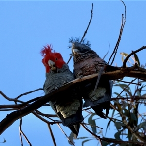 Callocephalon fimbriatum (Gang-gang Cockatoo) at Hughes, ACT - 19 Jul 2025 by LisaH