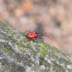 Dindymus versicolor (Harlequin Bug) at Watson, ACT - 30 Jul 2025 by HappyWanderer
