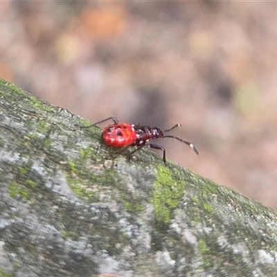 Dindymus versicolor (Harlequin Bug) at Watson, ACT - 30 Jul 2025 by HappyWanderer