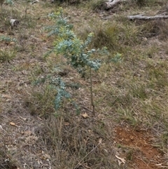 Acacia baileyana (Cootamundra Wattle, Golden Mimosa) at Watson, ACT - 30 Jul 2025 by HappyWanderer