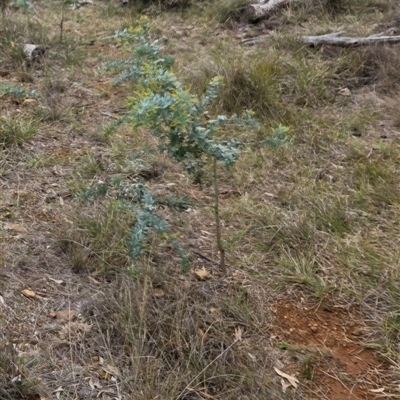 Acacia baileyana (Cootamundra Wattle, Golden Mimosa) at Watson, ACT - 30 Jul 2025 by HappyWanderer
