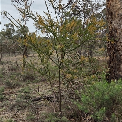 Acacia pravissima (Wedge-leaved Wattle, Ovens Wattle) at Watson, ACT - 30 Jul 2025 by HappyWanderer