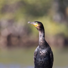Phalacrocorax carbo (Great Cormorant) at Jeremadra, NSW - 29 Jul 2025 by jb2602