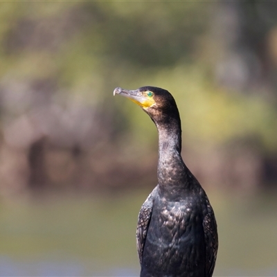 Phalacrocorax carbo (Great Cormorant) at Jeremadra, NSW - 29 Jul 2025 by jb2602