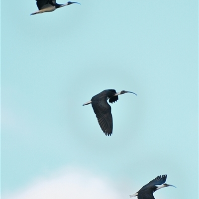 Threskiornis spinicollis (Straw-necked Ibis) at Tahmoor, NSW - 28 Jul 2025 by Freebird
