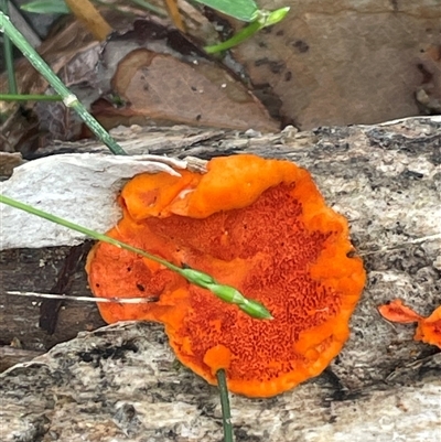 Trametes coccinea (Scarlet Bracket) at Pretty Beach, NSW - 21 Apr 2025 by Clarel