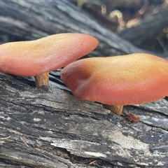 Gymnopilus sp. (Gymnopilus) at Bournda, NSW - 25 Apr 2025 by Clarel