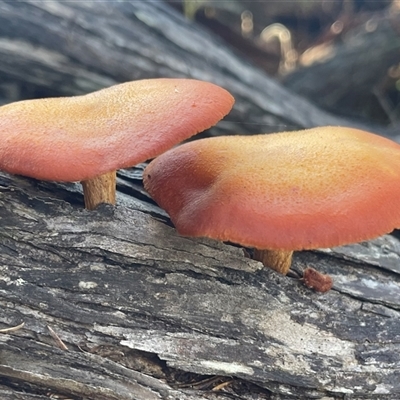 Gymnopilus sp. (Gymnopilus) at Bournda, NSW - 25 Apr 2025 by Clarel