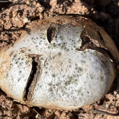 Pisolithus sp. (Pisolithus) at Watson, ACT - 3 May 2025 by Clarel