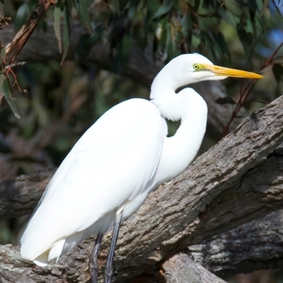 Ardea alba (Great Egret) at Mogo, NSW - 29 Jul 2025 by jb2602