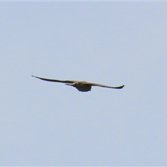 Falco cenchroides (Nankeen Kestrel) at Harrison, ACT - 15 Oct 2020 by AndyRoo