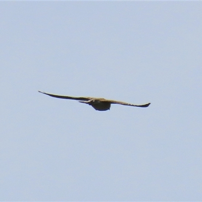 Falco cenchroides (Nankeen Kestrel) at Harrison, ACT - 15 Oct 2020 by AndyRoo