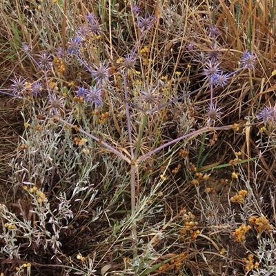 Eryngium ovinum (Blue Devil) at Harrison, ACT - 27 Jan 2021 by AndyRoo