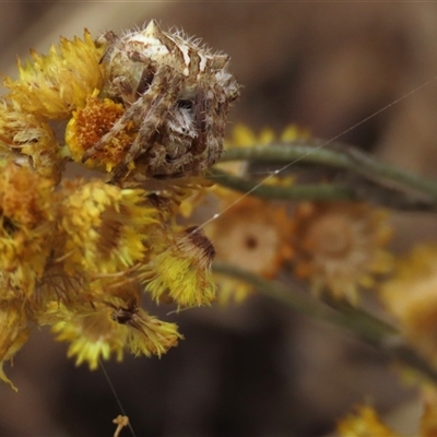 Backobourkia (genus) (An orb weaver) at Harrison, ACT - 27 Jan 2021 by AndyRoo