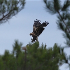 Aquila audax (Wedge-tailed Eagle) at Molonglo, ACT - 30 Jul 2025 by TimL