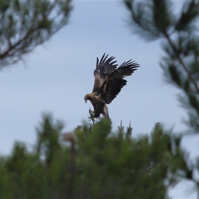 Aquila audax (Wedge-tailed Eagle) at Molonglo, ACT - 30 Jul 2025 by TimL