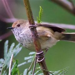 Acanthiza pusilla (Brown Thornbill) at Malua Bay, NSW - 30 Jul 2025 by jb2602