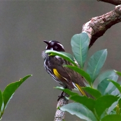 Phylidonyris novaehollandiae (New Holland Honeyeater) at Lilli Pilli, NSW - 30 Jul 2025 by jb2602