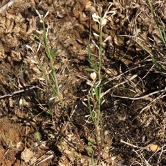 Lepidium ginninderrense (Ginninderra Peppercress) at Franklin, ACT - 3 Feb 2021 by AndyRoo