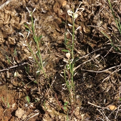 Lepidium ginninderrense (Ginninderra Peppercress) at Franklin, ACT - 3 Feb 2021 by AndyRoo