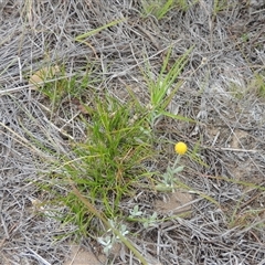 Laxmannia gracilis (Slender Wire Lily) at Theodore, ACT - 23 Jan 2025 by MichaelBedingfield