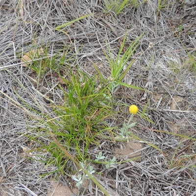Laxmannia gracilis (Slender Wire Lily) at Theodore, ACT - 23 Jan 2025 by MichaelBedingfield