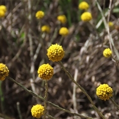 Calocephalus citreus (Lemon Beauty Heads) at Franklin, ACT - 3 Feb 2021 by AndyRoo