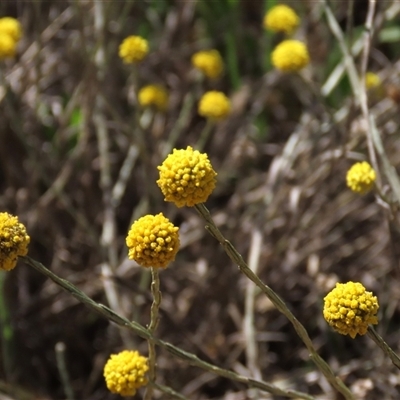 Calocephalus citreus (Lemon Beauty Heads) at Franklin, ACT - 3 Feb 2021 by AndyRoo