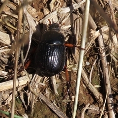 Anomalomorpha anthracina (Yellow-legged pasture scarab) at Harrison, ACT - 3 Feb 2021 by AndyRoo
