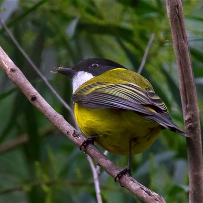 Pachycephala pectoralis (Golden Whistler) at Malua Bay, NSW - 30 Jul 2025 by jb2602