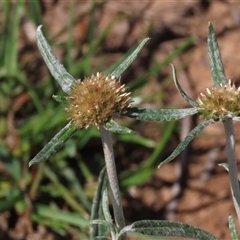 Euchiton sphaericus (star cudweed) at Harrison, ACT - 3 Feb 2021 by AndyRoo
