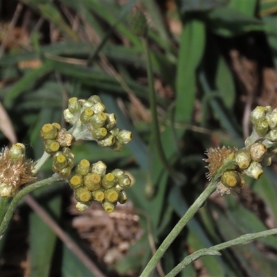Pseudognaphalium luteoalbum (Jersey Cudweed) at Harrison, ACT - 3 Feb 2021 by AndyRoo