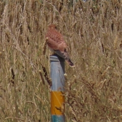 Falco cenchroides (Nankeen Kestrel) at Harrison, ACT - 3 Feb 2021 by AndyRoo