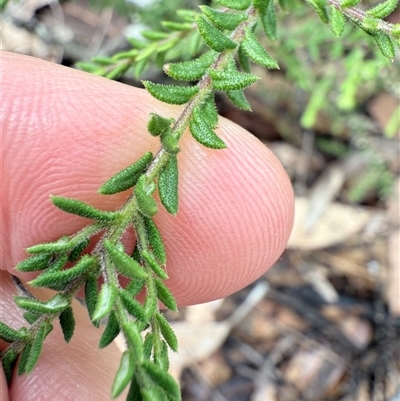 Platysace ericoides at Bucketty, NSW - 31 Jul 2025 by MartinPredavec