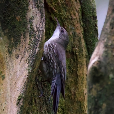 Cormobates leucophaea (White-throated Treecreeper) at Malua Bay, NSW - 30 Jul 2025 by jb2602