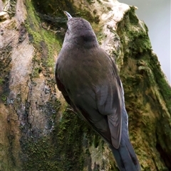 Cormobates leucophaea at Malua Bay, NSW - 30 Jul 2025 12:28 PM