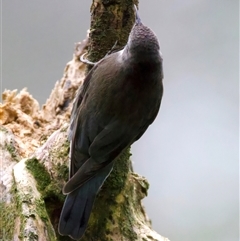 Cormobates leucophaea at Malua Bay, NSW - 30 Jul 2025 12:28 PM
