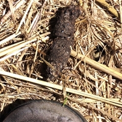 Unverified Mammal at Harrison, ACT - 3 Feb 2021 by AndyRoo