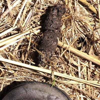 Unverified Mammal at Harrison, ACT - 3 Feb 2021 by AndyRoo