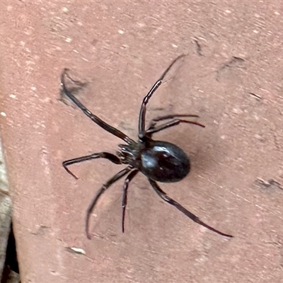 Theridiidae (family) (Comb-footed spider) at Aranda, ACT - 25 Jul 2025 by KMcCue