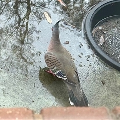 Ocyphaps lophotes (Crested Pigeon) at Aranda, ACT - 7 Jul 2025 by KMcCue