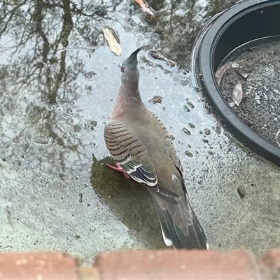 Ocyphaps lophotes (Crested Pigeon) at Aranda, ACT - 7 Jul 2025 by KMcCue