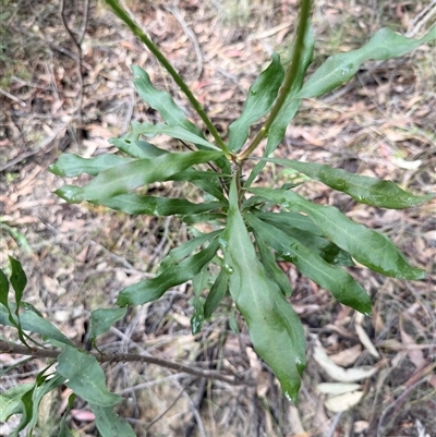 Conospermum longifolium subsp. longifolium at Laguna, NSW - 31 Jul 2025 by MartinPredavec