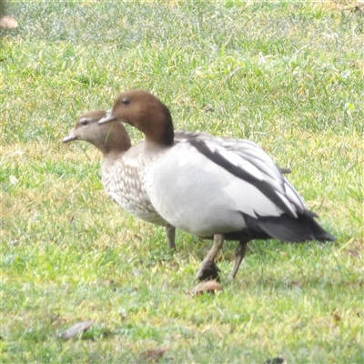 Chenonetta jubata (Australian Wood Duck) at Braidwood, NSW - 31 Jul 2025 by MatthewFrawley