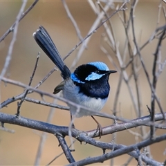 Malurus cyaneus (Superb Fairywren) at Cook, ACT - 31 Jul 2025 by Rheardy