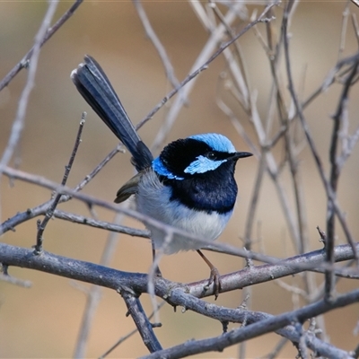 Malurus cyaneus (Superb Fairywren) at Cook, ACT - 31 Jul 2025 by Rheardy