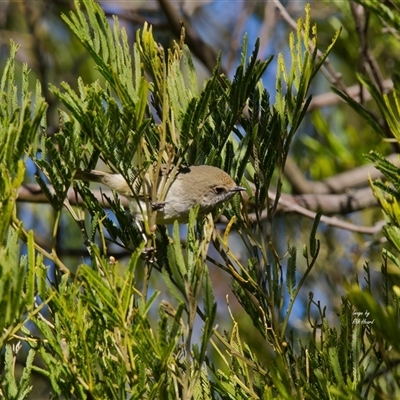 Acanthiza pusilla (Brown Thornbill) at Cook, ACT - 31 Jul 2025 by Rheardy