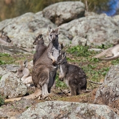Osphranter robustus robustus (Eastern Wallaroo) at Cook, ACT - 31 Jul 2025 by Rheardy